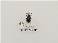 藏品(長錐象鼻蟲科)的圖片